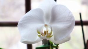 lumina orhidee