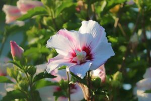 arbore ornamental