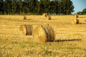 seminte lucernă drajată