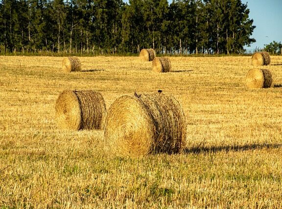 seminte lucernă drajată