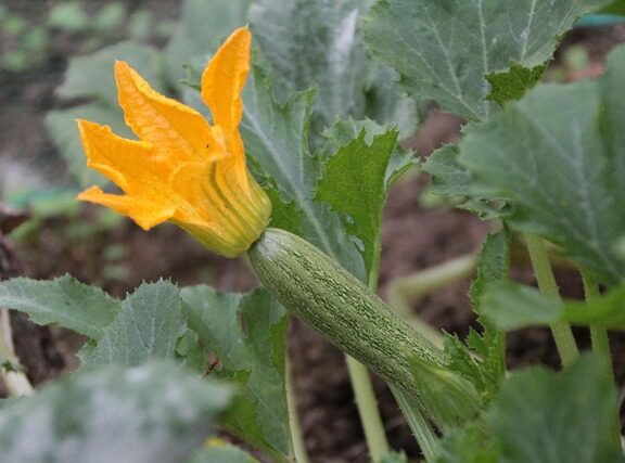dovlecel zucchini Black Beauty