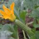 dovlecel zucchini Black Beauty
