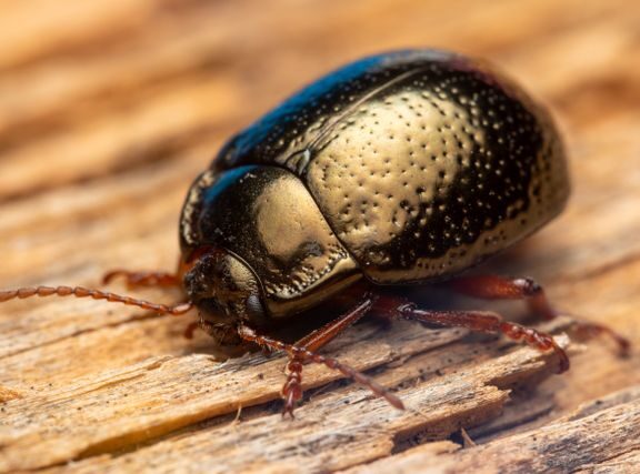 Stethorus punctillum