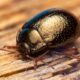 Stethorus punctillum